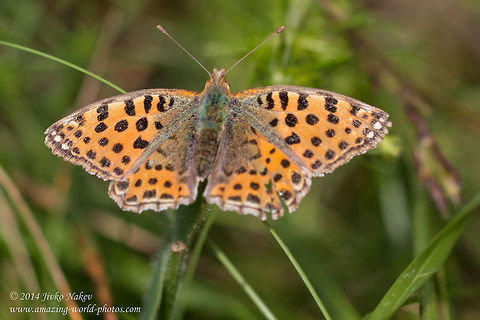 Queen of Spain Fritillary Butterfly Queen of Spain Fritillary Butterfly - Issoria lathonia Bulgaria,Geotagged,Issoria lathonia,Queen of Spain Fritillary,Queen of Spain Fritillary Butterfly,insect,lepidoptera,nature,nymphalidae