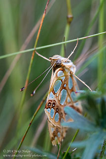 Queen of Spain Fritillary Butterfly Queen of Spain Fritillary Butterfly - Issoria lathonia Bulgaria,Geotagged,Issoria lathonia,Queen of Spain Fritillary,Queen of Spain Fritillary Butterfly,insect,lepidoptera,nature,nymphalidae