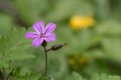 Red Robin Cranesbill Geranium robertianum Bulgaria,Geotagged,Geraniales,Geranium robertianum,Herb Robert,Red Robin Cranesbill,nature,plant,wild flower