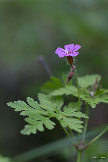 Red Robin Cranesbill Geranium robertianum Bulgaria,Geotagged,Geraniales,Geranium robertianum,Herb Robert,Red Robin Cranesbill,nature,plant,wild flower