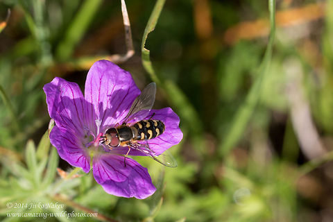 Hoverfly on Bloody Geranium Scaeva selenitica - Hoverfly with 3 distinctive pairs of yellow commas on the abdomen. Bloody geranium,Bulgaria,Geotagged,Geranium sanguineum,Scaeva selenitica,diptera,flies,hoverfly,insect,nature,syrphini