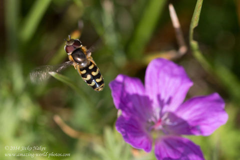 Hoverfly in flight Scaeva selenitica - Hoverfly with 3 distinctive yellow commas on the abdomen. Bloody geranium,Bulgaria,Geotagged,Geranium sanguineum,Scaeva selenitica,diptera,flies,hoverfly,insect,nature,syrphini