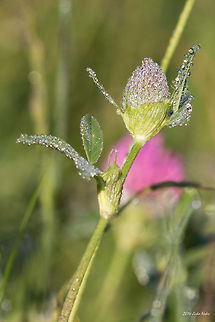 Dew Droplets like crystals Red Clover - Trifolium pratense Bulgaria,Fabaceae,Geotagged,Red clover,Trifolium pratense,nature,plant,wild flower