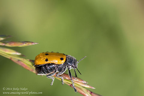 Six-spotted Beetle Six-spotted leaf beetle - Lachnaia sexpunctata Bulgaria,Chrysomelidae,Geotagged,Lachnaia sexpunctata,Six-spotted leaf beetle,beetles,coleoptera,insect,nature