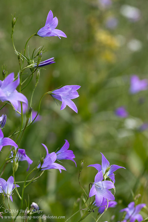 Harebell Wild Flower Harebell - Campanula rotundifolia Asterales,Bellflower,Bulgaria,Campanula rotundifolia,Campanulaceae,Geotagged,Harebell,nature,plant,wild flower