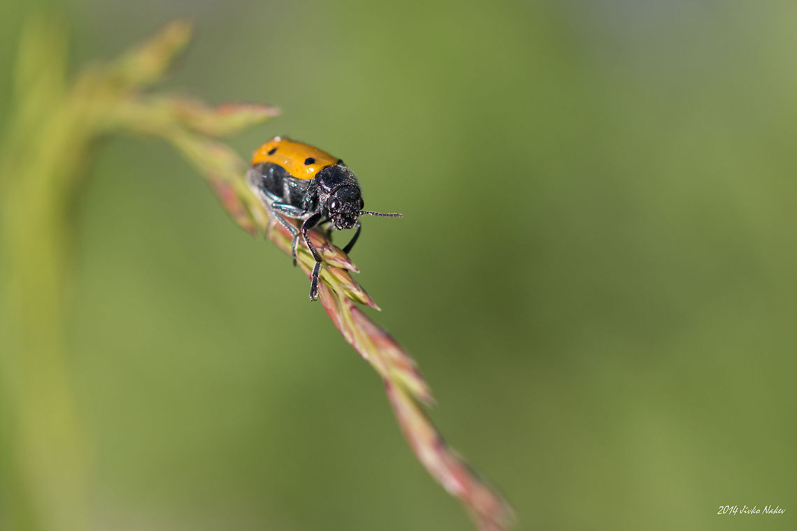 Six-spotted Leaf Beetle Six-spotted leaf beetle - Lachnaia sexpunctata Bulgaria,Chrysomelidae,Geotagged,Lachnaia sexpunctata,Six-spotted leaf beetle,beetles,coleoptera,insect,nature