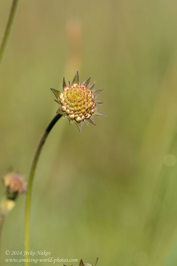 Unbloomed Meadow Widow Flower  Bulgaria,Field Scabious,Geotagged,Knautia arvensis,Meadow Widow Flower,nature,plant,wild flower