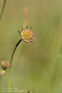 Unbloomed Meadow Widow Flower  Bulgaria,Field Scabious,Geotagged,Knautia arvensis,Meadow Widow Flower,nature,plant,wild flower