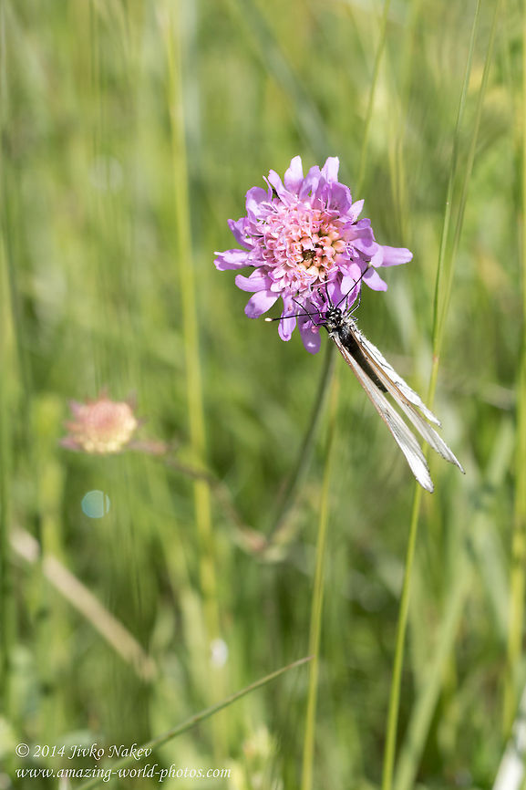 Meadow Widow Flower  Knautia arvensis Bulgaria,Dipsacales,Field Scabious,Geotagged,Knautia arvensis,Meadow Widow Flower,butterfly,nature,plants