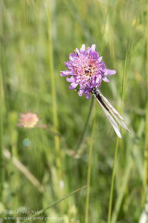 Meadow Widow Flower  Knautia arvensis Bulgaria,Dipsacales,Field Scabious,Geotagged,Knautia arvensis,Meadow Widow Flower,butterfly,nature,plants