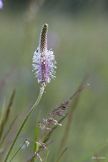 Hoary plantain flower Hoary plantain - Plantago media Bulgaria,Geotagged,Hoary plantain,Hoary plantain flower,Plantago media,nature,plants,wild flower
