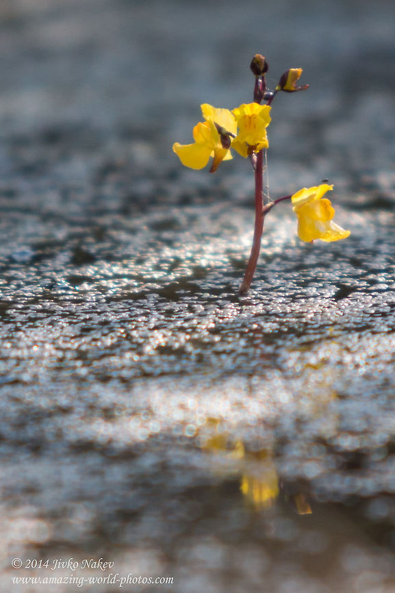 Lesser Bladderwort Lesser Bladderwort - Utricularia_minor Bulgaria,Carnivorous plant,Geotagged,Lesser Bladderwort,Utricularia_minor,nature,plants,wild flower
