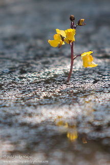 Lesser Bladderwort Lesser Bladderwort - Utricularia_minor Bulgaria,Carnivorous plant,Geotagged,Lesser Bladderwort,Utricularia_minor,nature,plants,wild flower