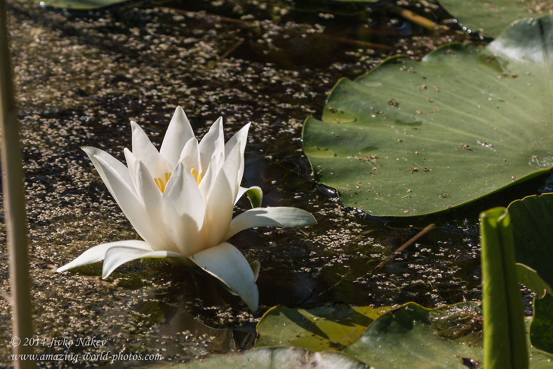 Flowering White Waterlily White lotus - Nymphaea alba Aquatic plant,Bulgaria,European white waterlily,Geotagged,Nenuphar,Nymphaea alba,White lotus,White water rose,White waterlily,marsh,nature,plants
