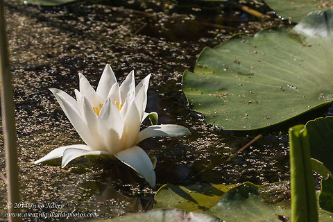 Flowering White Waterlily White lotus - Nymphaea alba Aquatic plant,Bulgaria,European white waterlily,Geotagged,Nenuphar,Nymphaea alba,White lotus,White water rose,White waterlily,marsh,nature,plants