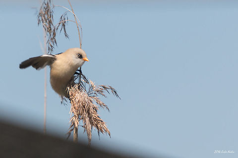 Bearded Reedling Juvenile Bearded Reedling - Panurus biarmicus Bearded Reedling,Bulgaria,Panurus biarmicus,aves,bearded reedling,bearded tit,bird,birds,juvenile,marsh,marsh reed,nature,passer,passeridae,passerine,plants,reed,songbird,water flower,wetland