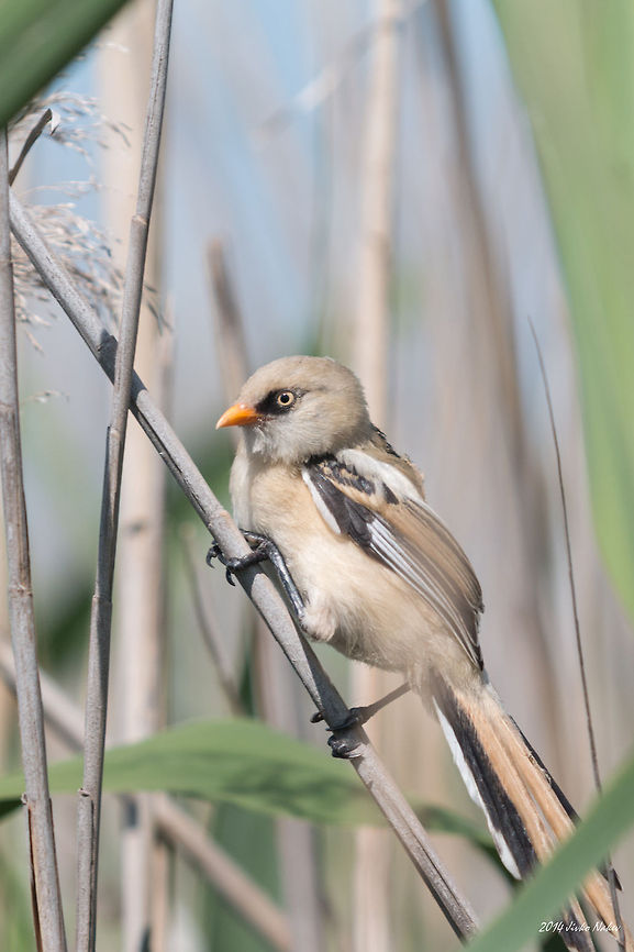 Bearded Reedling Juvenile Bearded Reedling - Panurus biarmicus. I am glad I had a chance to make tens of photos of these beautiful birds. Newly hatched they are quite noisy and fly around, crawling in the reeds looking for seeds and are not so aware of dangers like the adults. For 2 hours I saw maybe 20-30 juveniles and no one adult bird. <br />
I was in a hide built in a middle of the marsh linked to the shore with a wooden path. Unfortunately the path is rotten on many places and is a bit dangerous. On one spot about 3 m of it is missing (broken and sunk) and I had to walk in the muddy water up to the waist deep in order to get to the hide. Believe  me it was not a pleasant experience, as I was not equipped properly and had to stay barefoot after that for couple of hours. It&#039;s pity nobody is taking care to repair the path and the visitors cannot get to the hide and watch the birds, but from the other side I was lucky nobody disturbed me neither the birds and I just kept shooting and shooting...  Bearded Reedling,Bulgaria,Panurus biarmicus,aves,bearded reedling,bearded tit,bird,birds,juvenile,marsh,marsh reed,nature,passer,passeridae,passerine,plants,reed,songbird,water flower,wetland