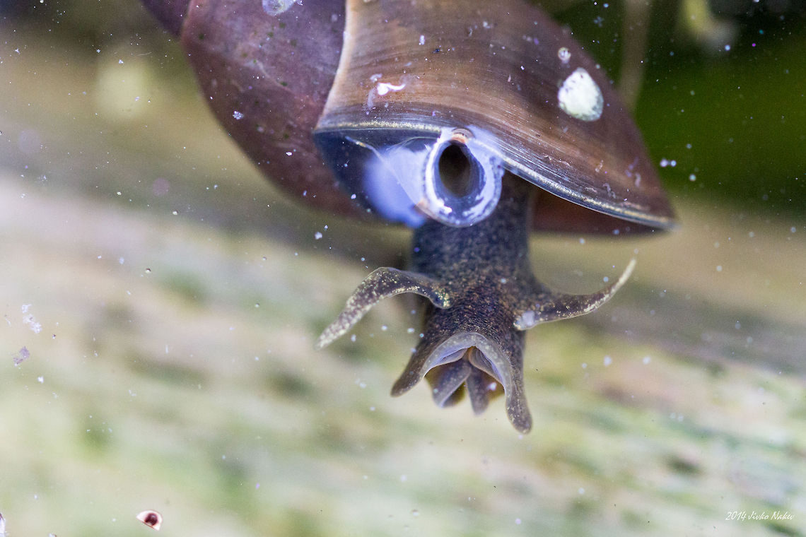 Great pond snail Great pond snail - Lymnaea stagnalis Bulgaria,Gastropoda,Geotagged,Great pond snail,Lymnaea stagnalis,Molluscs,aquatic animals,freshwater pulmonate,nature,snails