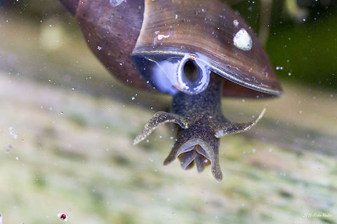 Great pond snail Great pond snail - Lymnaea stagnalis Bulgaria,Gastropoda,Geotagged,Great pond snail,Lymnaea stagnalis,Molluscs,aquatic animals,freshwater pulmonate,nature,snails