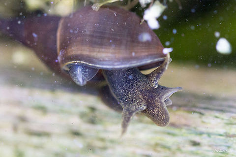 Great pond snail Great pond snail - Lymnaea stagnalis Bulgaria,Gastropoda,Geotagged,Great pond snail,Lymnaea stagnalis,Molluscs,aquatic animals,freshwater pulmonate,nature,snails