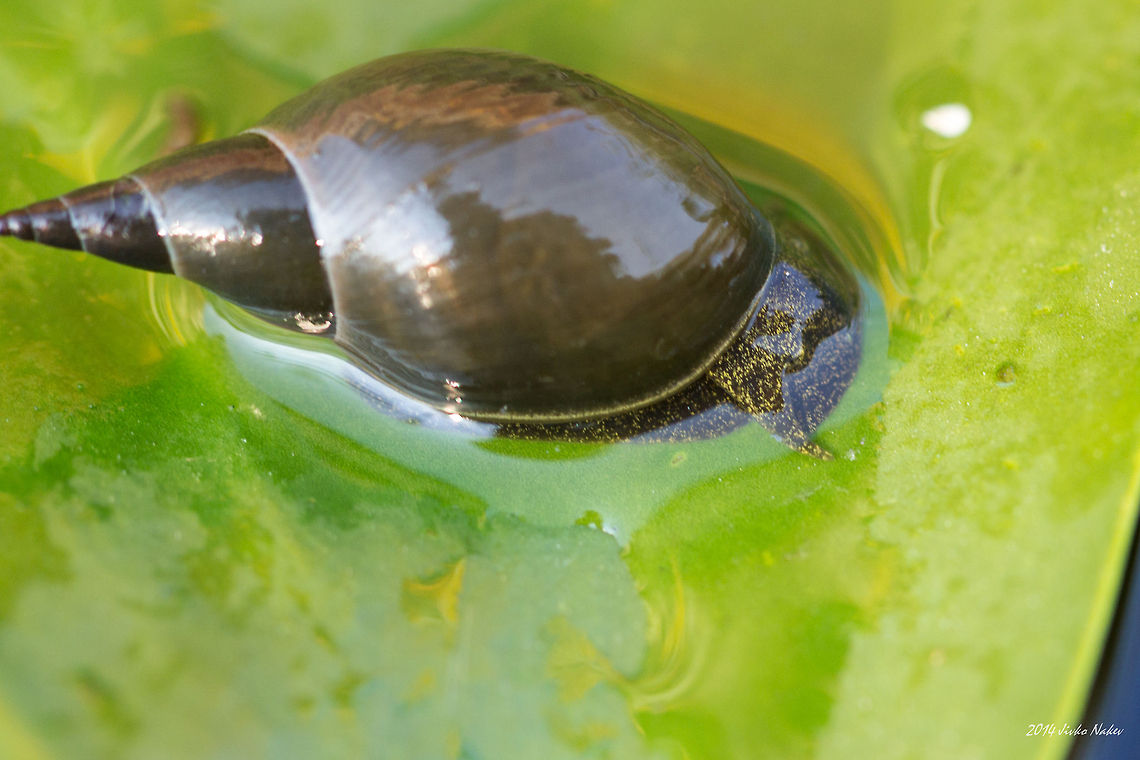 Great pond snail Great pond snail - Lymnaea stagnalis Bulgaria,Gastropoda,Geotagged,Great pond snail,Lymnaea stagnalis,Molluscs,aquatic animals,freshwater pulmonate,nature,snails