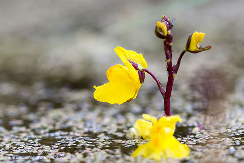 Lesser Bladderwort Lesser Bladderwort - Utricularia minor Bulgaria,Carnivorous plant,Geotagged,Lesser Bladderwort,Lesser bladderwort,Utricularia minor,nature,plants,wild flower