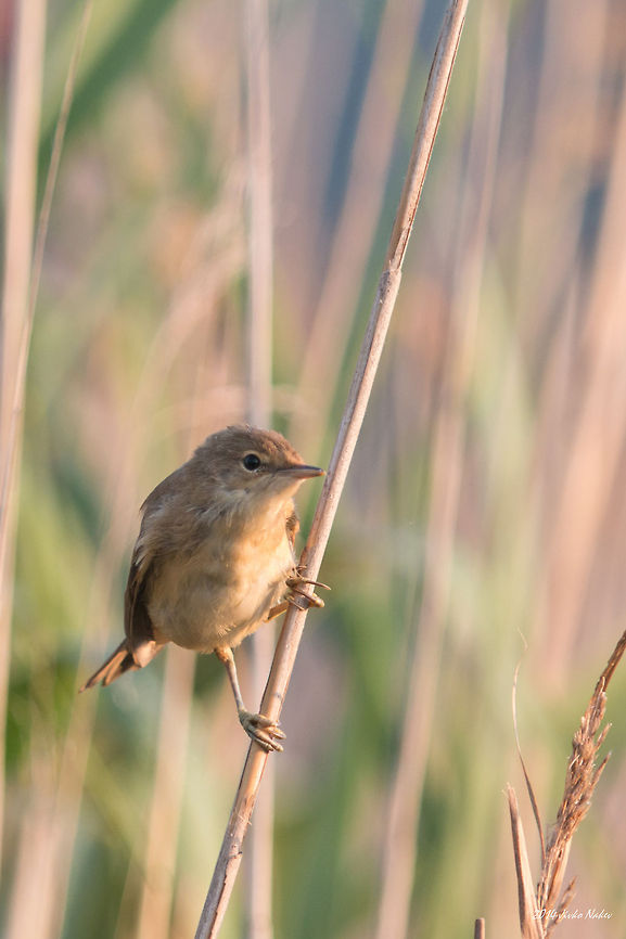 Sunlit Marsh Warbler in Reed  Acrocephalus palustris,Bulgaria,Geotagged,Marsh Warbler,Rousserolle verderolle,Sumpfrohrsänger,aves,bird,nature,passerine,reed,songbird,wetland