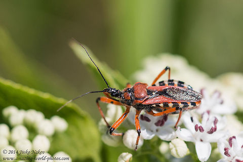 Assassin bug Assassin bug - Rhynocoris cf. cuspidatus Assassin bug,Bulgaria,Geotagged,Reduviidae,Rhynocoris,Rhynocoris cuspidatus,bugs,heteroptera,insect,nature
