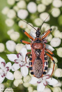 Assassin bug Assassin bug - Rhynocoris cf. cuspidatus Assassin bug,Bulgaria,Geotagged,Reduviidae,Rhynocoris,Rhynocoris cuspidatus,bugs,heteroptera,insect,nature