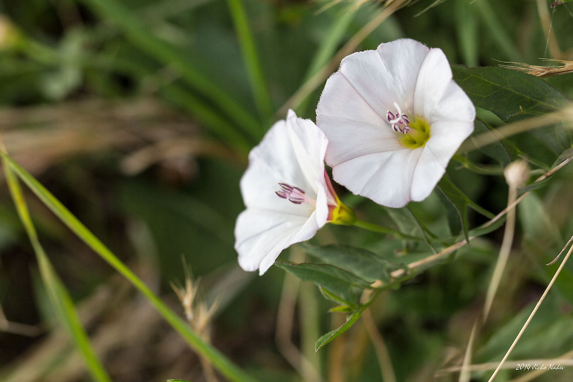 Common Bindweed Field bindweed - Convolvulus arvensis Bulgaria,Common Bindweed,Convolvulus arvensis,Field Bindweed,Field bindweed,Geotagged,Solanales,nature,plants,wild flower