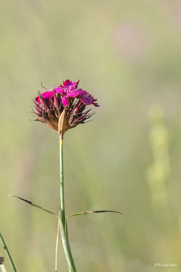 Wild carnation Wild carnation - Dianthus cruentus.<br />
There are few very similar species, and it was quite difficult to distinguish them on the base of the photos. After checking hundreds of photos and a lot of information I identified it as D.cruentus.  Bulgaria,Dianthus cruentus,Geotagged,Wild carnation,nature,plants,wild flower