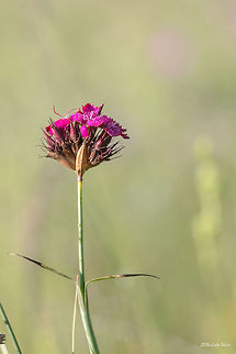 Wild carnation Wild carnation - Dianthus cruentus.
There are few very similar species, and it was quite difficult to distinguish them on the base of the photos. After checking hundreds of photos and a lot of information I identified it as D.cruentus.  Bulgaria,Dianthus cruentus,Geotagged,Wild carnation,nature,plants,wild flower