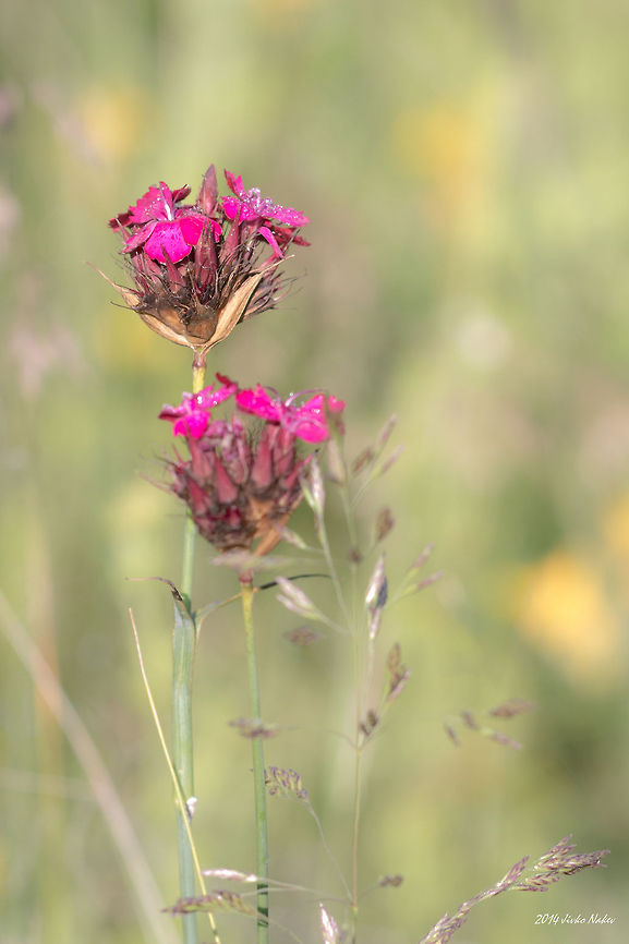 Wild carnation Wild carnation - Dianthus cruentus Bulgaria,Dianthus cruentus,Geotagged,Wild carnation,nature,plants,wild flower