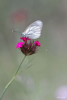 Wild carnation Black-veined white - Aporia crataegi on wild carnation - Dianthus cruentus Aporia crataegi,Bulgaria,Dianthus cruentus,Geotagged,Wild carnation,nature,plants,wild flower