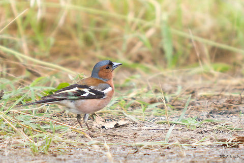 Common Chaffinch Common Chaffinch Male - Fringilla coelebs Bulgaria,Chaffinch,Fringilla coelebs,Fringillidae,Geotagged,aves,common chaffinch,fringilla coelebs,nature,passeridae,passerine,songbird