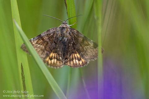 Burnet Companion Moth Burnet Companion Moth - Euclida glyphica Bulgaria,Burnet Companion Moth,Euclida glyphica,Euclidia glyphica,Geotagged,Noctuiidae,insect,lepidoptera,moth,nature