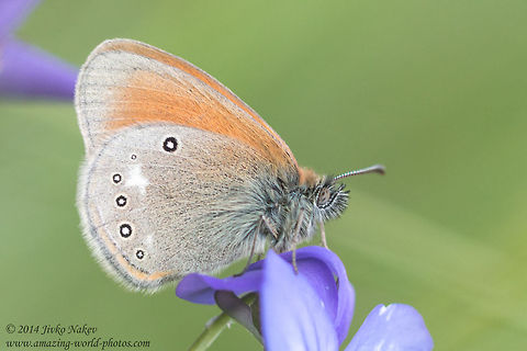 Chestnut Heath Butterfly Chestnut Heath Butterfly - Coenonympha glycerion Bulgaria,Chestnut Heath,Chestnut Heath Butterfly,Coenonympha glycerion,Geotagged,Satyrinae,insect,lepidoptera,nature,nymphalidae