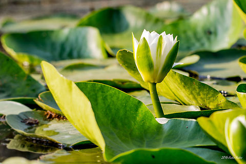 Morning Light White Waterlily Whie Waterlily - Nymphaea alba Aquatic plant,Bulgaria,European white waterlily,Geotagged,Nymphaea alba,White Waterlily,White lotus,White water rose,nature