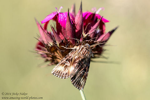 Moth nectaring on Wild carnation Actinotia radiosa Actinotia radiosa,Bulgaria,Dianthus cruentus,Geotagged,Noctuiidae,Wild carnation,insect,lepidoptera,moth,nature,plant,wild flower