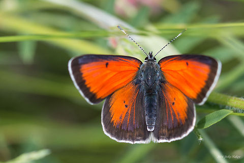 Balkan Copper Butterfly Lycaena candens Balkan Copper,Balkan Copper Butterfly,Bulgaria,Geotagged,Lycaena candens,Lycaenidae,insect,lepidoptera,nature