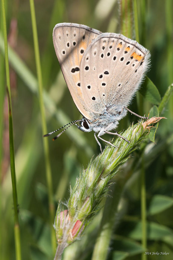 Balkan Copper Butterfly Lycaena candens Balkan Copper,Balkan Copper Butterfly,Bulgaria,Geotagged,Lycaena candens,Lycaenidae,insect,lepidoptera,nature