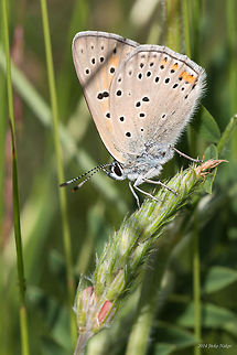 Balkan Copper Butterfly Lycaena candens Balkan Copper,Balkan Copper Butterfly,Bulgaria,Geotagged,Lycaena candens,Lycaenidae,insect,lepidoptera,nature