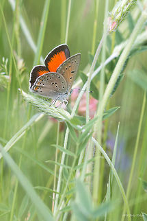 Balkan Copper Butterfly Lycaena candens Balkan Copper,Balkan Copper Butterfly,Bulgaria,Geotagged,Lycaena candens,Lycaenidae,insect,lepidoptera,nature
