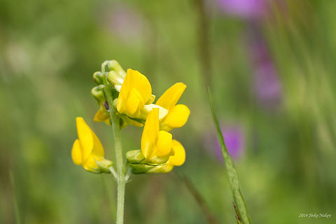 Meadow Vetchling Lathyrus pratensis Bulgaria,Fabaceae,Fabales,Geotagged,Lathyrus pratensis,Meadow Vetchling,Meadow vetchling,nature,plant,wild flower