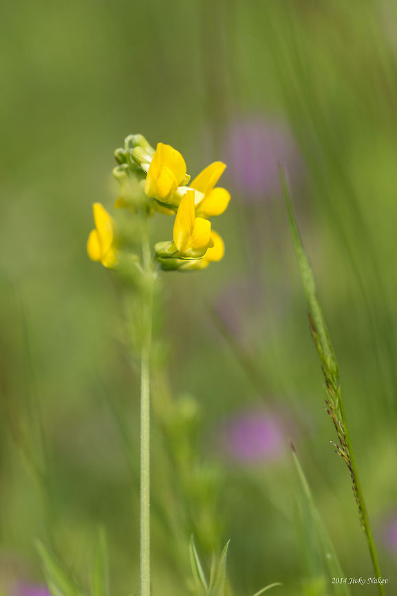 Meadow Vetchling Lathyrus pratensis Bulgaria,Fabaceae,Fabales,Geotagged,Lathyrus pratensis,Meadow Vetchling,Meadow vetchling,nature,plant,wild flower