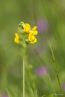 Meadow Vetchling Lathyrus pratensis Bulgaria,Fabaceae,Fabales,Geotagged,Lathyrus pratensis,Meadow Vetchling,Meadow vetchling,nature,plant,wild flower