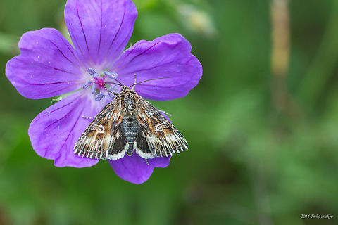 Moth feeding on Geranium sanguineum  Actinotia radiosa,Bulgaria,Geotagged,Geranium sanguineum,Noctuiidae,insect,lepidoptera,moth,nature,plant,wild flower