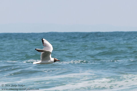 Black-headed Gull in Flight Black-headed Gull - Larus ridibundus (Chroicocephalus ridibundus) Black-headed Gull,Bulgaria,Charadriiformes,Chroicocephalus ridibundus,Geotagged,Laridae,Larus ridibundus,aves,birds,nature