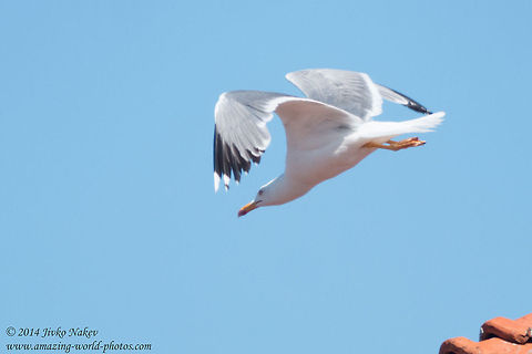 Caspian Gull Caspian Gull - Larus cachinnans Bulgaria,Caspian Gull,Caspian gull,Charadriiformes,Geotagged,Laridae,Larus cachinnans,aves,birds,nature
