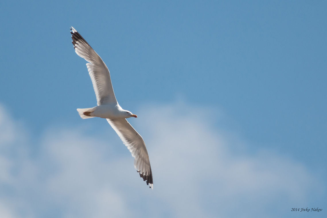 Caspian Gull  Bulgaria,Caspian Gull,Caspian gull,Charadriiformes,Geotagged,Larida,Larus cachinnans,aves,birds,nature;
